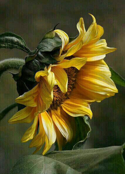 آموزش نقاشی رنگ روغن